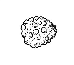 Encalypta  vulgaris, spore. Drawn from B.H. Macmillan 92/70, CHR 482423.
 Image: R.C. Wagstaff © Landcare Research 2014 
